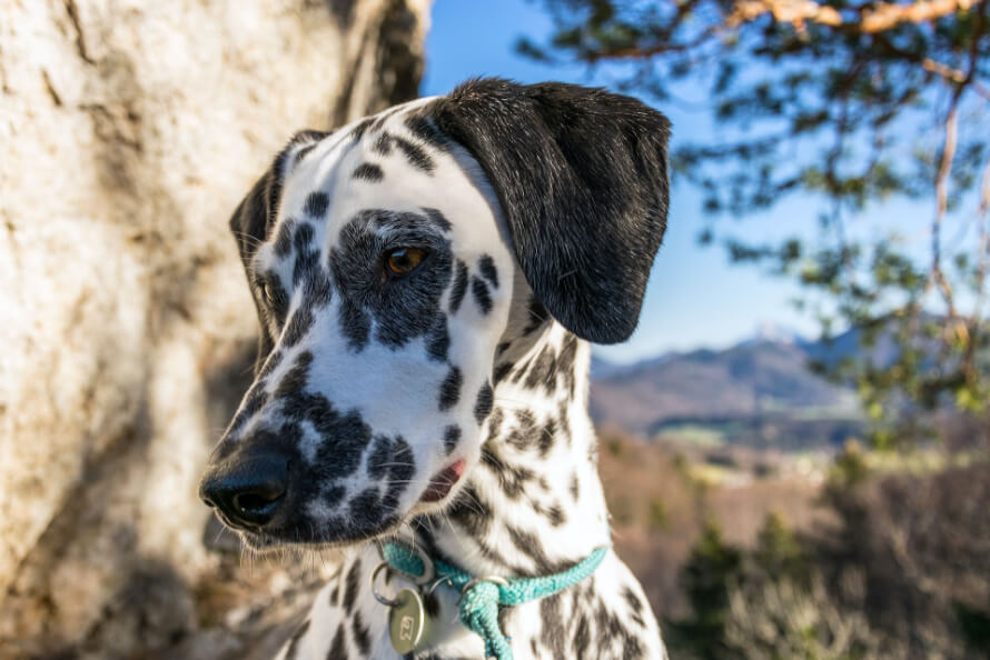 aranyos dalmata kutya